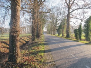 Bomeninspectie, Flora- en faunawet, vleermuizen