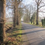 Bomeninspectie, Flora- en faunawet, Vleermuizen