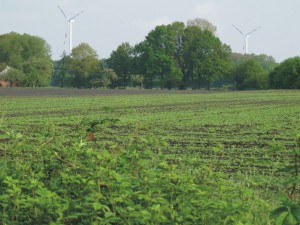 Windmolens, natuuronderzoek, vleermuizen