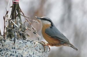 Boomklever, vogels, broedvogelonderzoek, monitoring