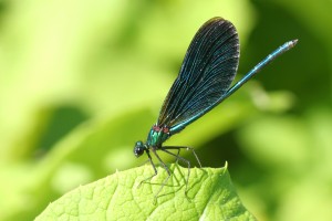 Bosbeekjuffer, Flora- en faunawet, onderzoek, insecten