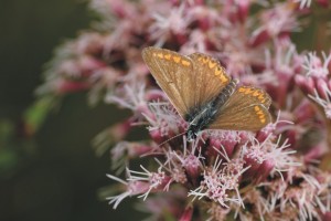 Bruin blauwtje, dagvlinders, monitoring