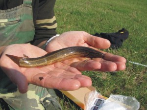 Grote modderkruiper, vissen, monitoring, ecologische begeleiding