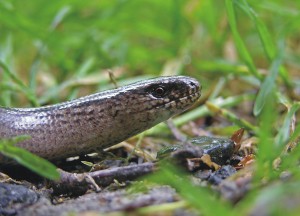 Hazelworm, reptielen, monitoring, aanvullend onderzoek