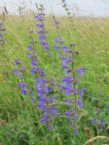 Veldsalie, flora, vegetatie