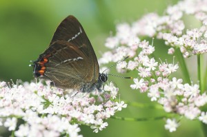 Iepenpage, dagvlinders, monitoring, rode lijst, flora- en faunawet