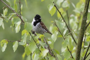 Rietgors, vogels, onderzoek