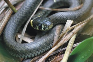 Ringslang, reptielen, monitoring, aanvullend onderzoek