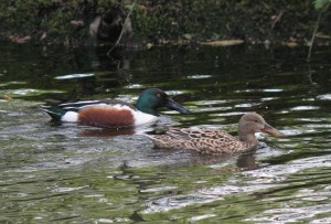 Slobeend, vogels, Flora- en faunawet