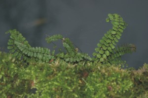 Steenbreekvaren, flora, vegetatie, monitoring. muurflora