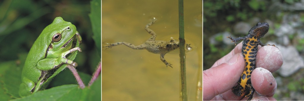 Ampelbewertung Planungsrelevanten Arten, FFH, Natura 2000, Amphibien