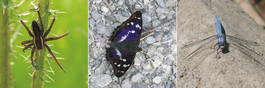 Ampelbewertung Planungsrelevanten Arten, FFH, Natura 2000, Insekten, Tagfalter