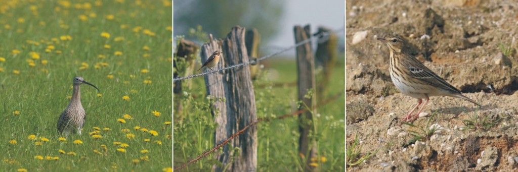 Ampelbewertung Planungsrelevanten Arten, Windenergie, Avifauna