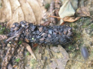 Das, zoogdieren, aanvullend onderzoek