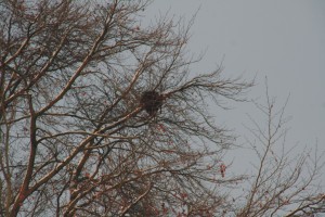 Eekhoorn, zoogdieren, aanvullend onderzoek