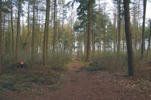 Eekhoorn, zoogdieren, aanvullend onderzoek