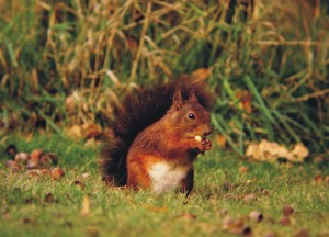 Eekhoorn, zoogdieren, aanvullend onderzoek