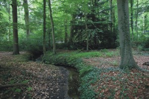 Grote bosmuis, muizenonderzoek, aanvullend onderzoek