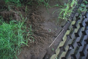 Otter, zoogdieren, aanvullend onderzoek