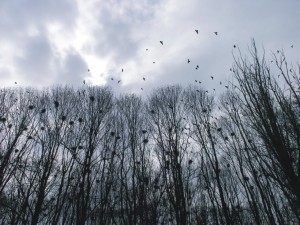 Roek, jaarrond beschermd, beschermingsplan