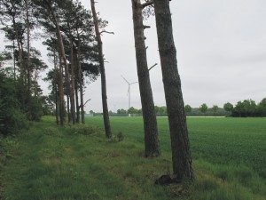 Roofvogels, havik, boomvalk, buizerd, ransuil, jaarrond beschermd, aanvullend onderzoek