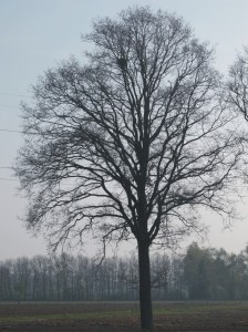 Roofvogels, havik, boomvalk, buizerd, ransuil, jaarrond beschermd, aanvullend onderzoek