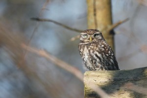 Steenuil, jaarrond beschermd, aanvullend onderzoek