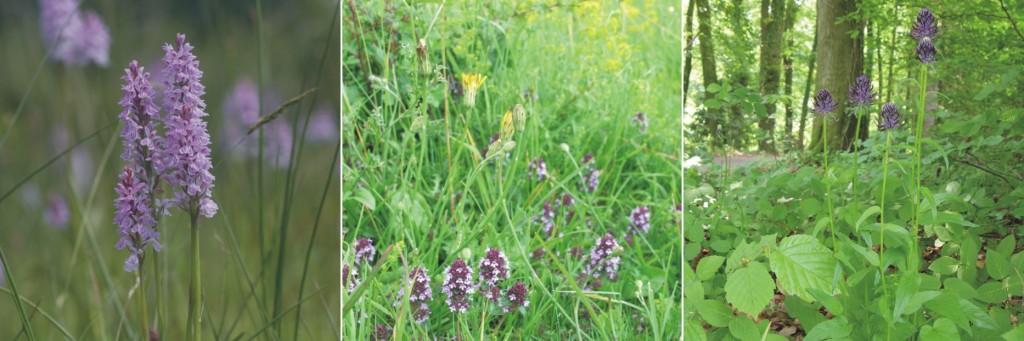 Ampelbewertung Planungsrelevanten Arten, FFH, Natura 2000, Flora und Vegetation