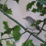 Kleine vliegenvanger, leuke waarneming