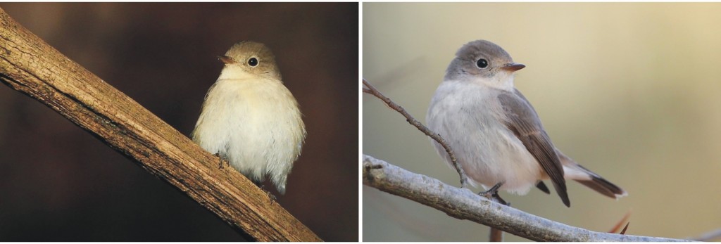 Kleine vliegenvanger, vogelonderzoek, Staring Advies