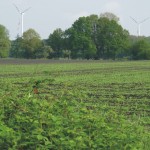 Windmolens, natuuronderzoek, vleermuizen