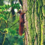 Eekhoorn, vleermuizen, aanvullend onderzoek, flora- en faunawet, Staring Advies