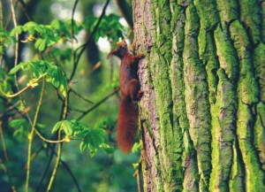 Eekhoorn, vleermuizen, aanvullend onderzoek, flora- en faunawet, Staring Advies